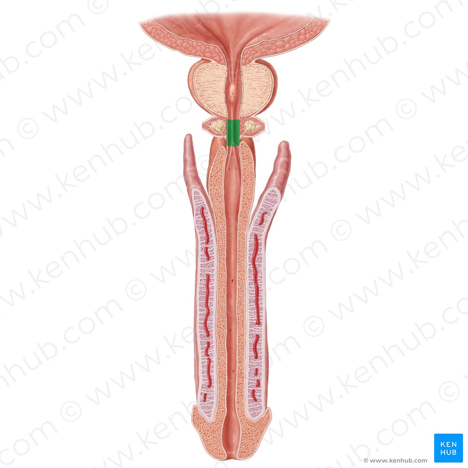 Uretra membranosa (Pars membranacea urethrae); Imagen: Samantha Zimmerman