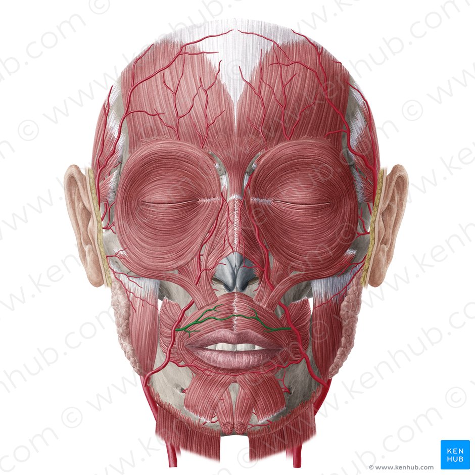 Superior labial artery (Arteria labialis superior); Image: Yousun Koh