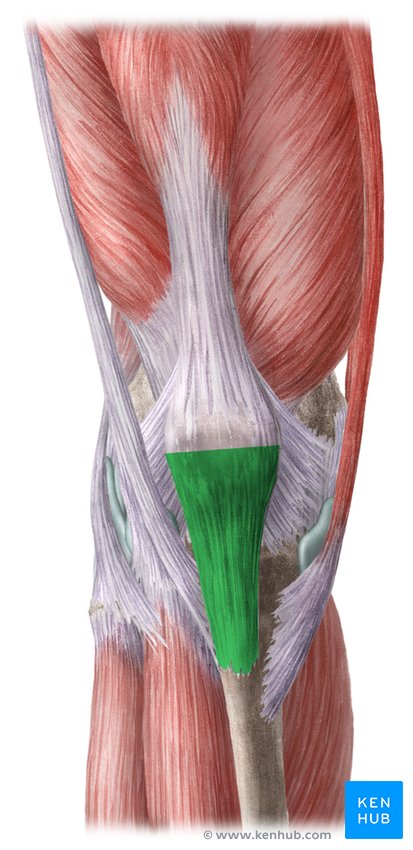 Patellar tendon: Anatomy, origin, insertion, function | Kenhub