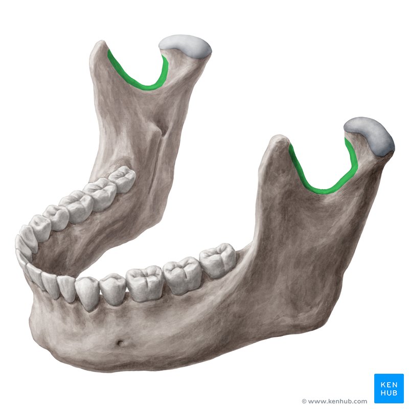 Mandibular notch (Incisura mandibulae) | Kenhub