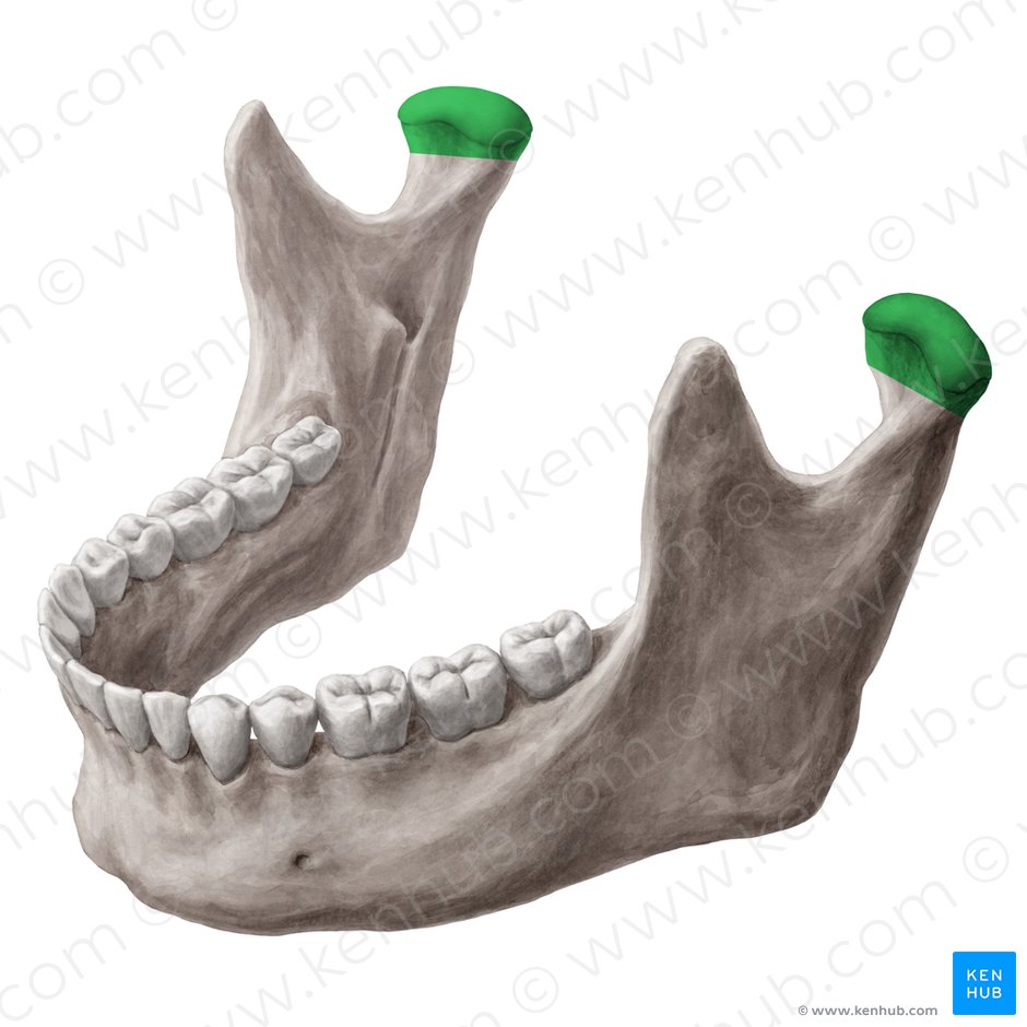 Cabeza de la mandíbula (Caput mandibulae); Imagen: Yousun Koh