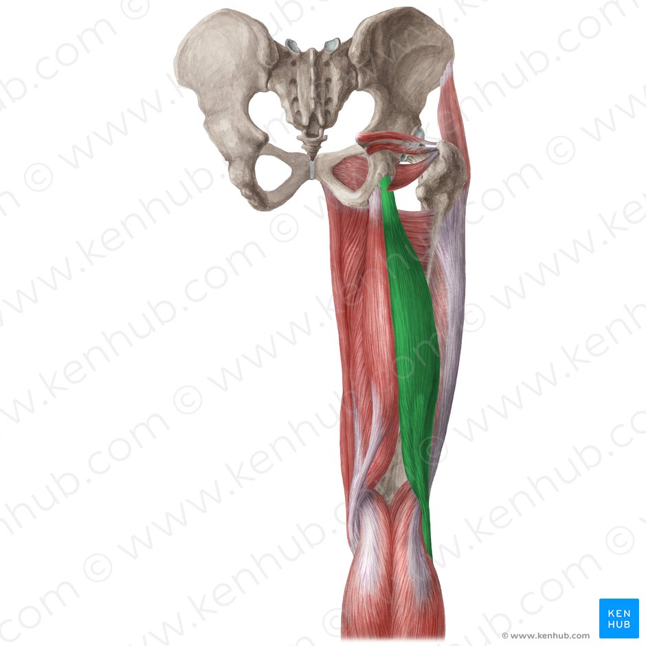 Musculus biceps femoris (Zweiköpfiger Oberschenkelmuskel); Bild: Liene Znotina