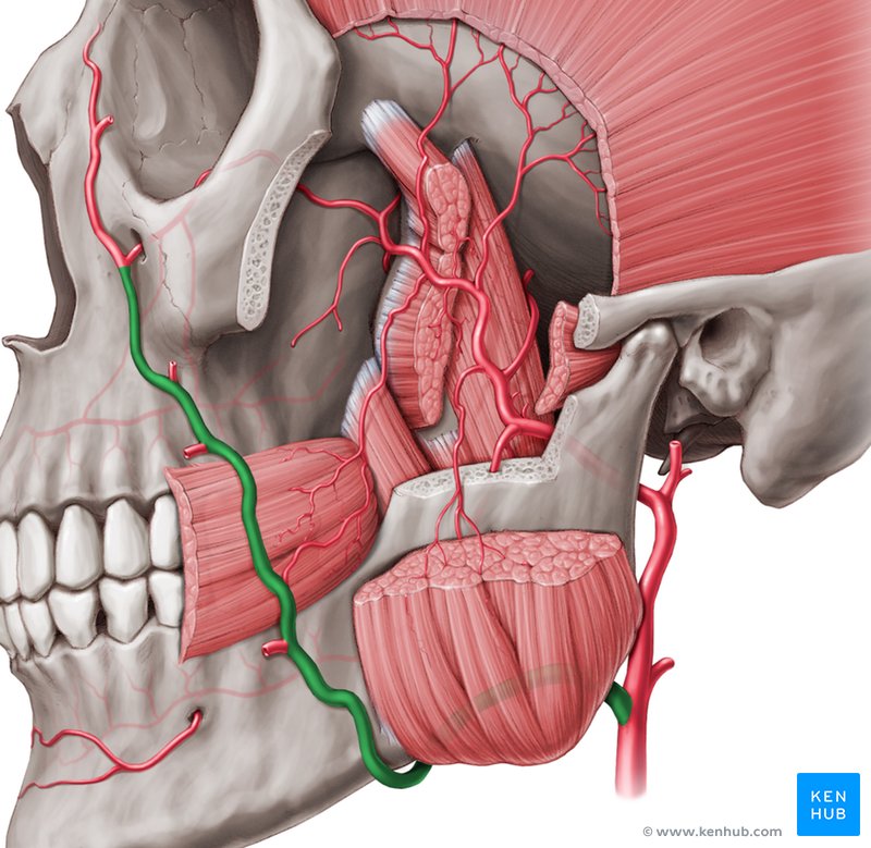 Submandibular triangle: Anatomy and clinical notes | Kenhub