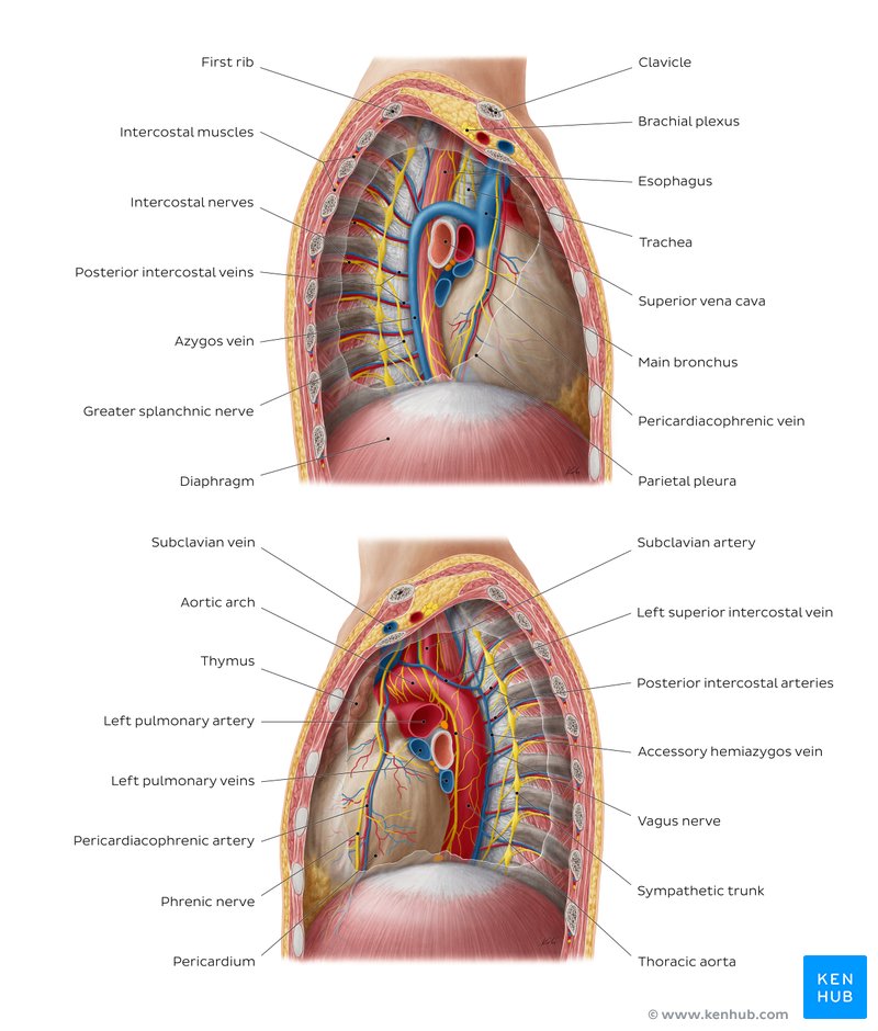 Contents of the mediastinum - lateral view