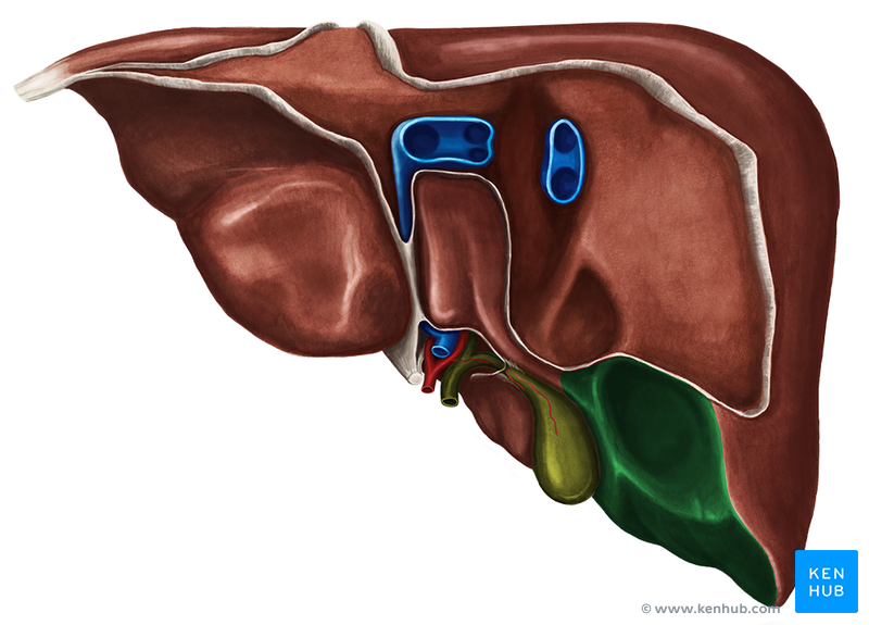 Liver - Anatomy, Porta Hepatis and Clinical Aspects | Kenhub