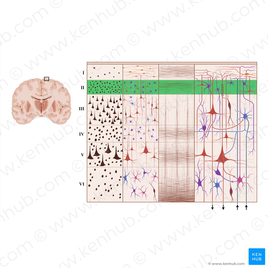 Capa granular externa de la corteza cerebral (Lamina granularis externa); Imagen: Paul Kim