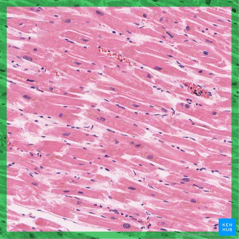 Cardiac muscle - histology slide