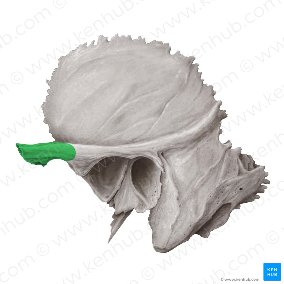 Zygomatic process of temporal bone (Processus zygomaticus ossis temporalis); Image: Samantha Zimmerman
