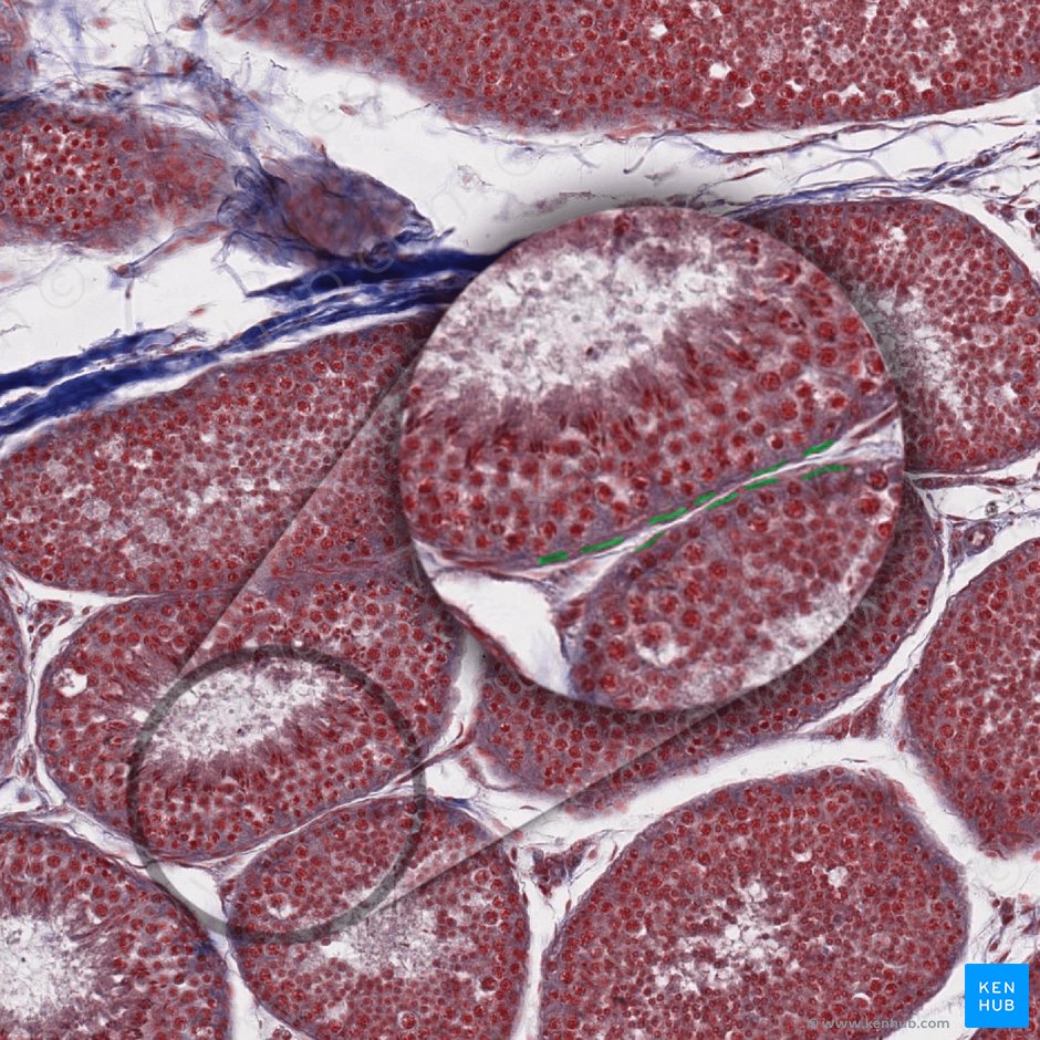 Célula mioide peritubular (Cellula myoidea peritubularis); Imagen: 