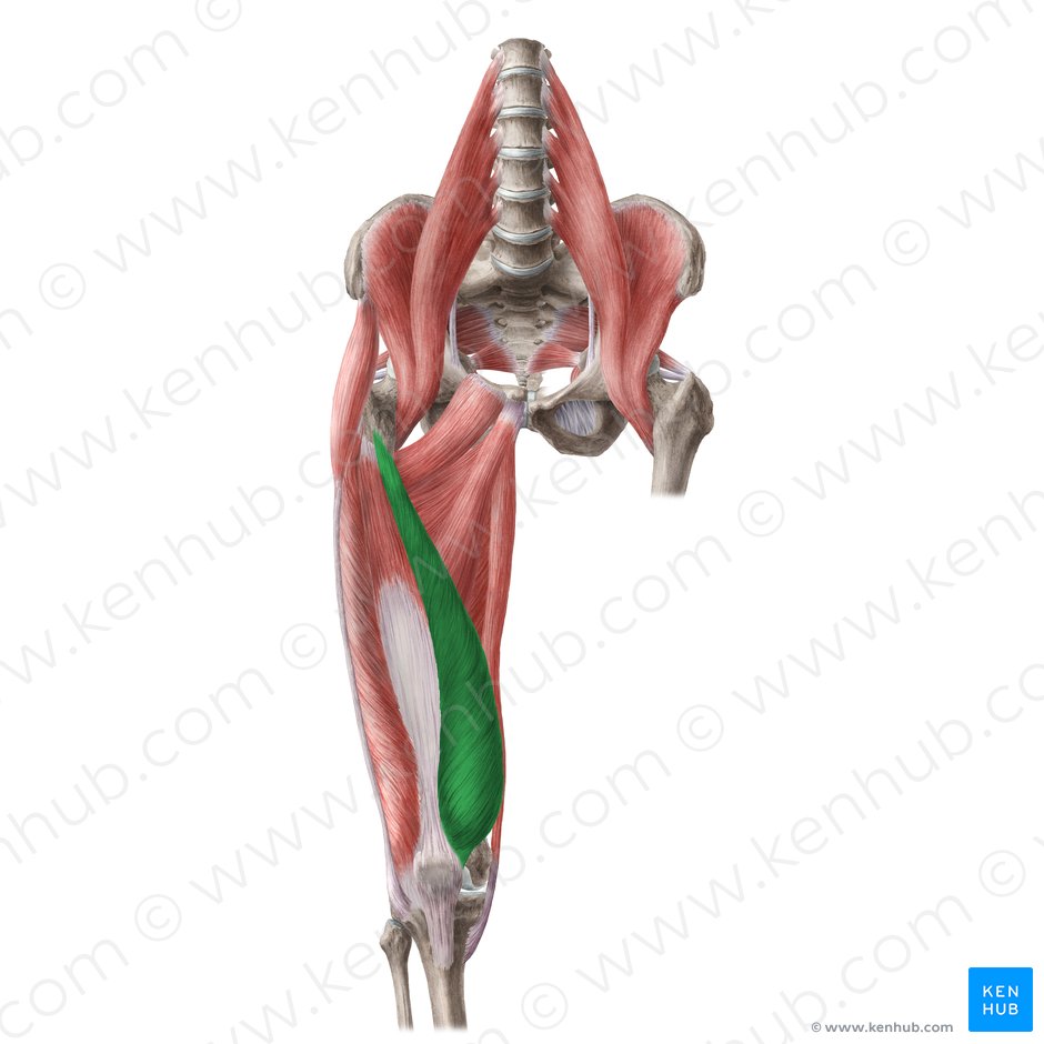 Vastus medialis muscle (Musculus vastus medialis); Image: Liene Znotina