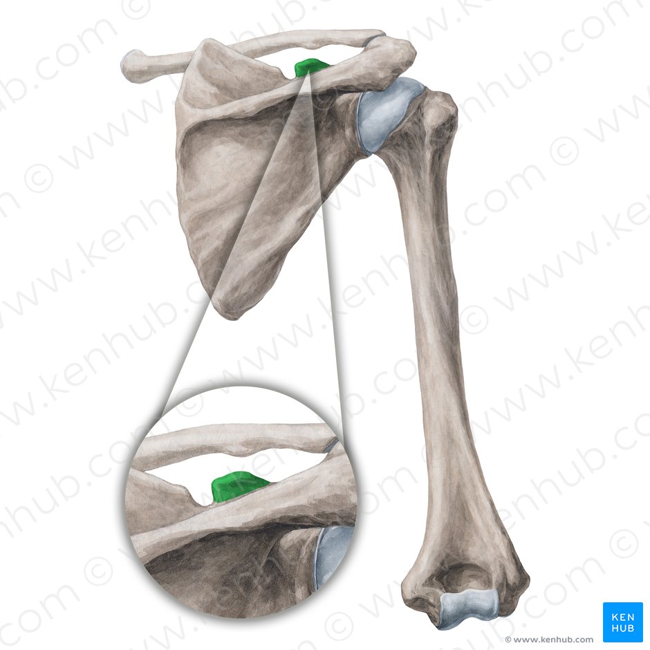 Coracoid process of scapula (Processus coracoideus scapulae); Image: Yousun Koh