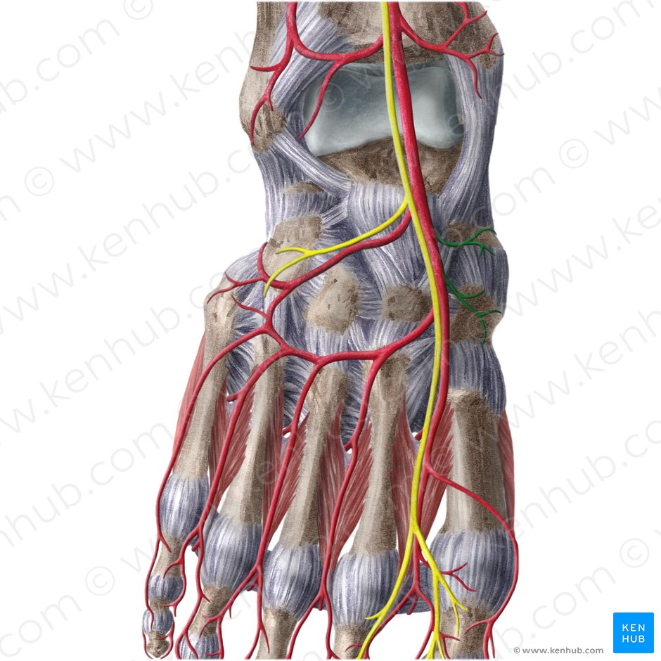 Arteriae tarseae mediales (Innere Fußwurzelarterien); Bild: Liene Znotina