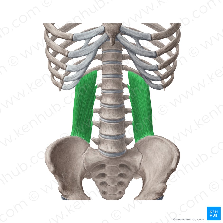Musculus quadratus lumborum (Viereckiger Lendenmuskel); Bild: Yousun Koh