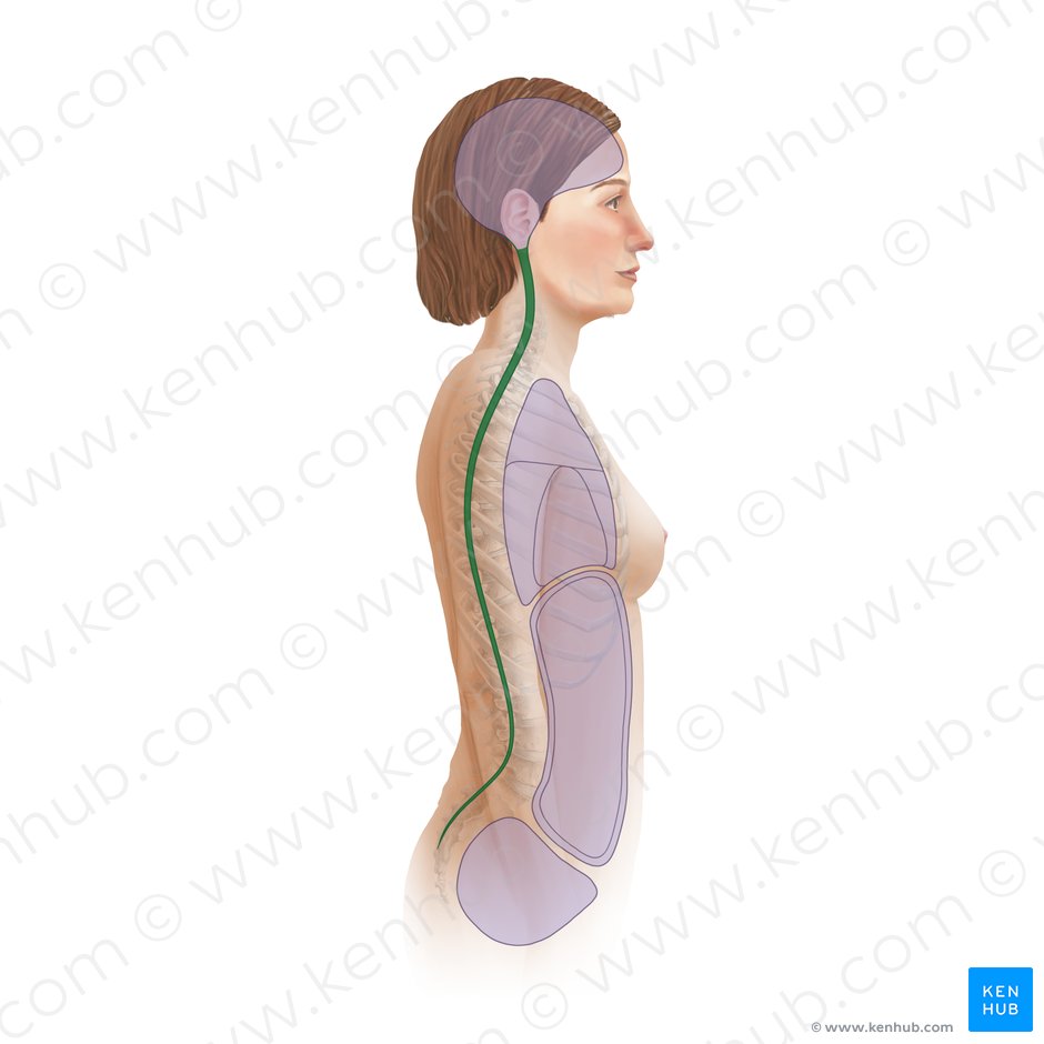 Canalis vertebralis (Wirbelkanal); Bild: Paul Kim