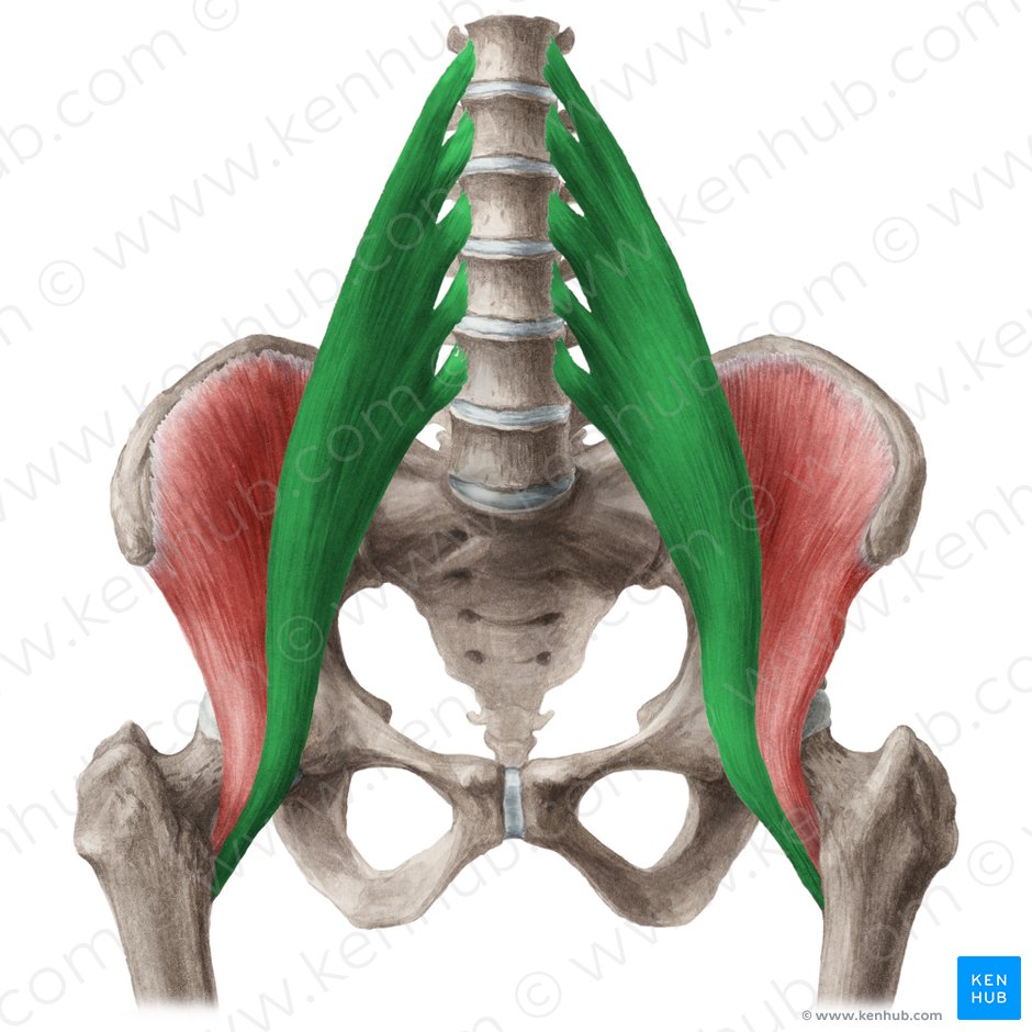 Músculo psoas maior (Musculus psoas major); Imagem: Liene Znotina