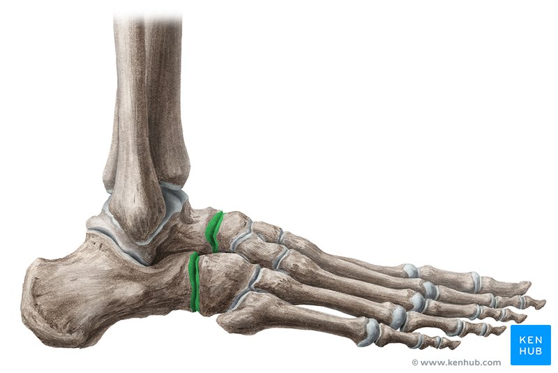 Durere în dureri la nivelul articulațiilor piciorului