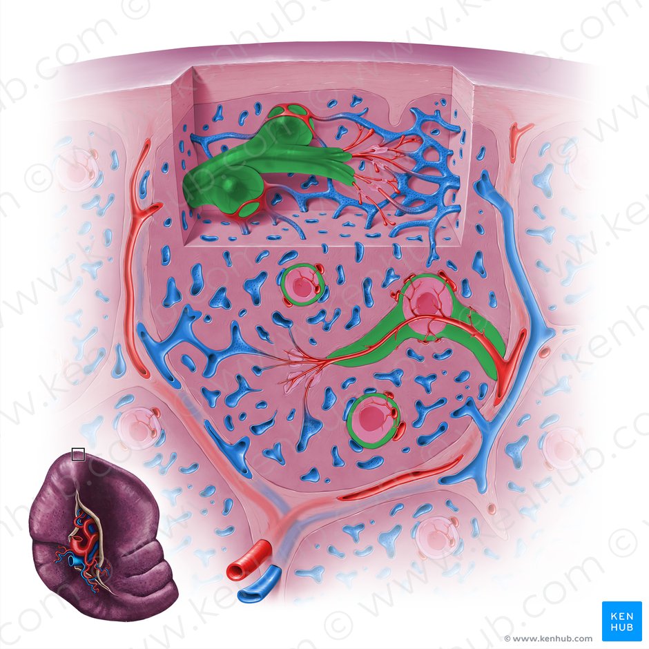 Vaina linfoide periarterial (Vagina lymphoidea periarteriolaris); Imagen: Paul Kim