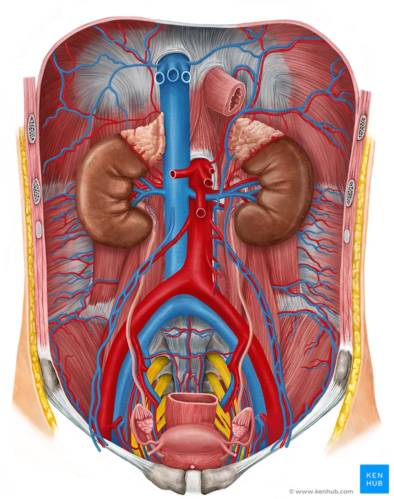 Kidneys: Anatomy, function and internal structure | Kenhub