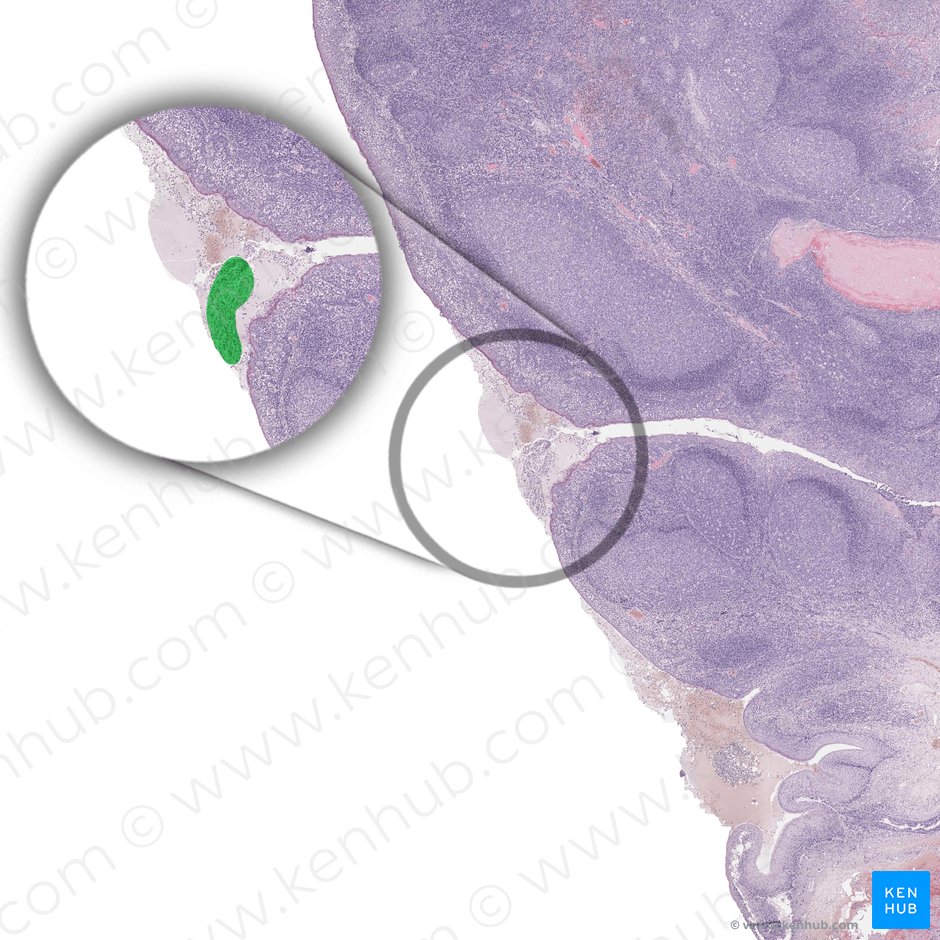 Salivary glands (Glandulae salivariae); Image: 