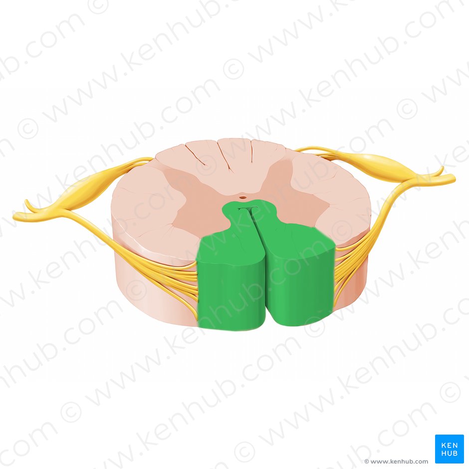 Cordón anterior de la médula espinal (Funiculus anterior medullae spinalis); Imagen: Paul Kim