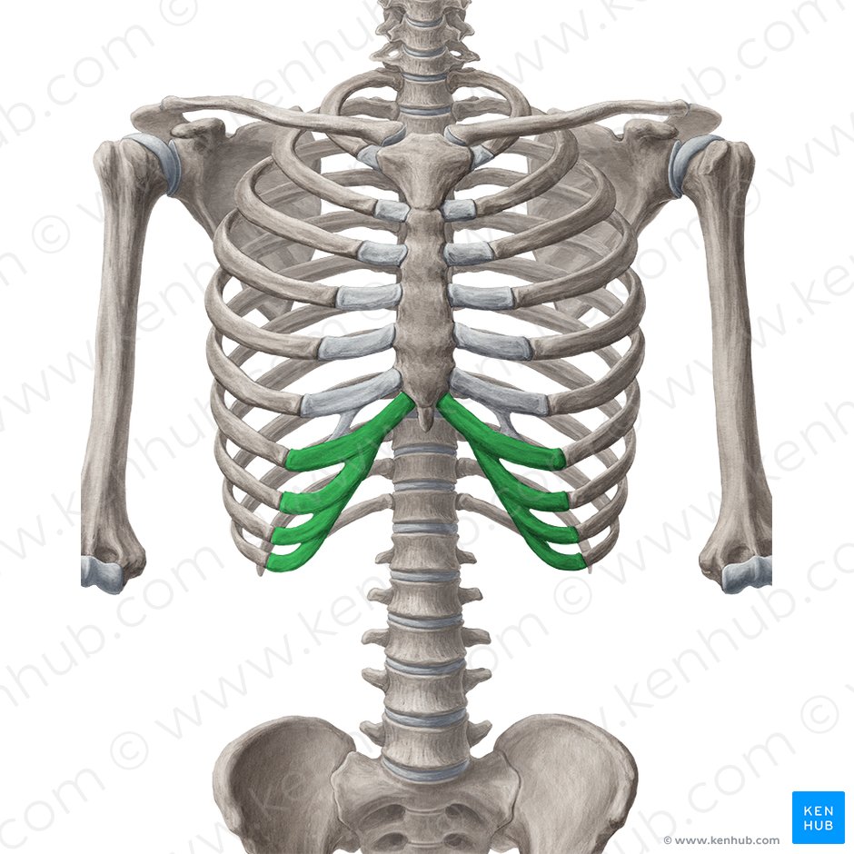 Cartilagens costais da 7.ª-10.ª costelas (Cartilagines costales costarum 7-10); Imagem: Yousun Koh
