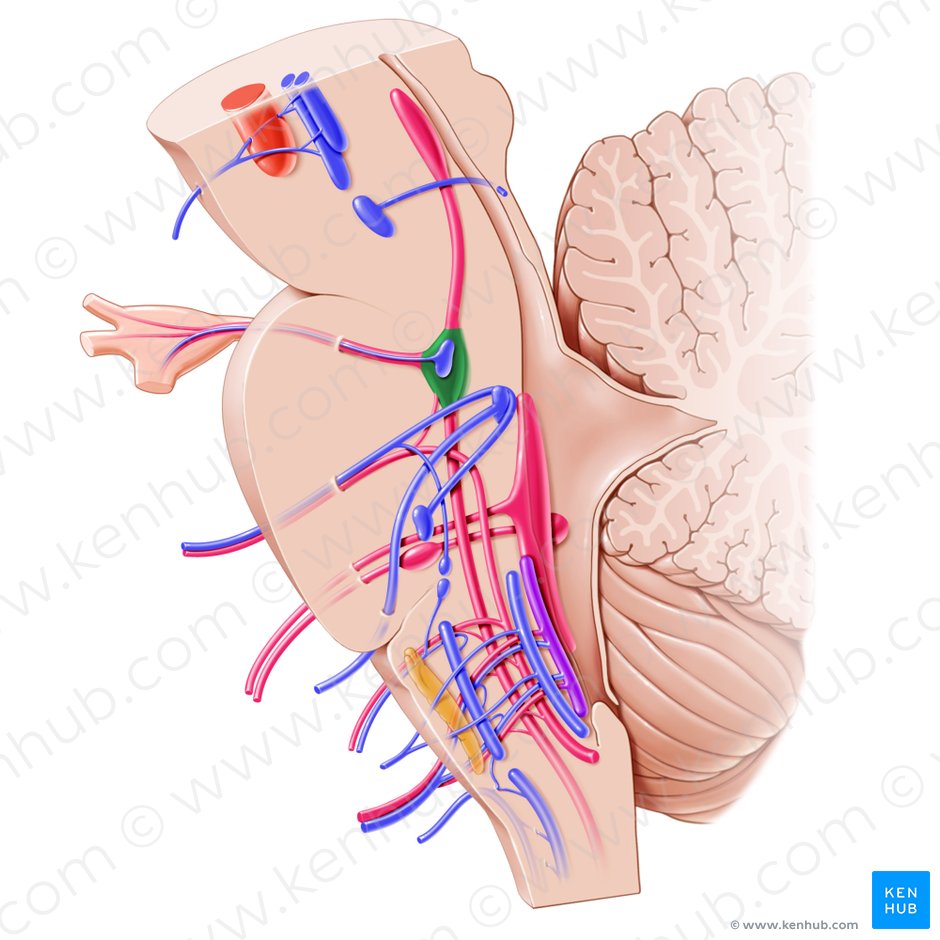 Núcleo principal del nervio trigémino (Nucleus sensorius principalis nervi trigemini); Imagen: Paul Kim