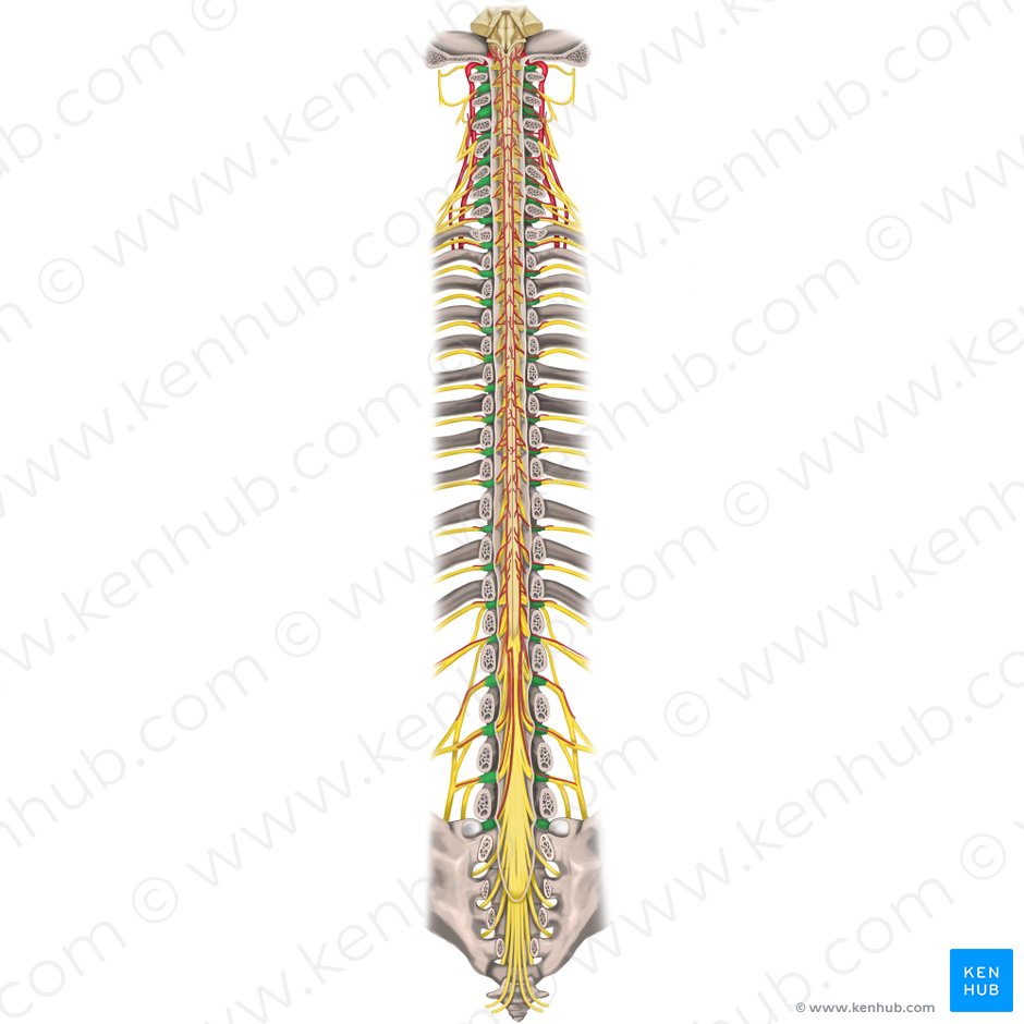 Ganglia spinalia nervorum spinalium (Spinalganglien der Spinalnerven); Bild: Rebecca Betts