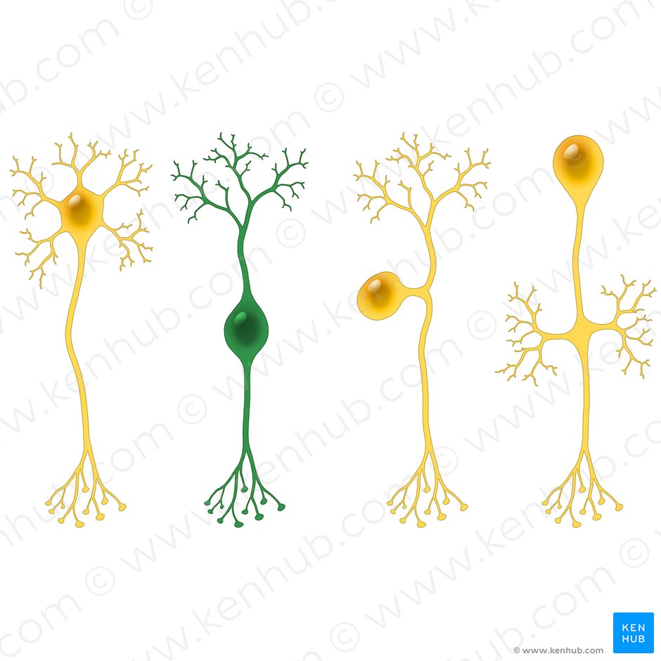 Neuronas bipolares (Neuron bipolare); Imagen: Paul Kim