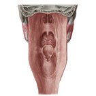 Pharyngeal mucosa