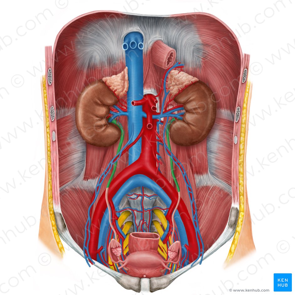 Porção abdominal do ureter (Pars abdominalis ureteris); Imagem: Irina Münstermann