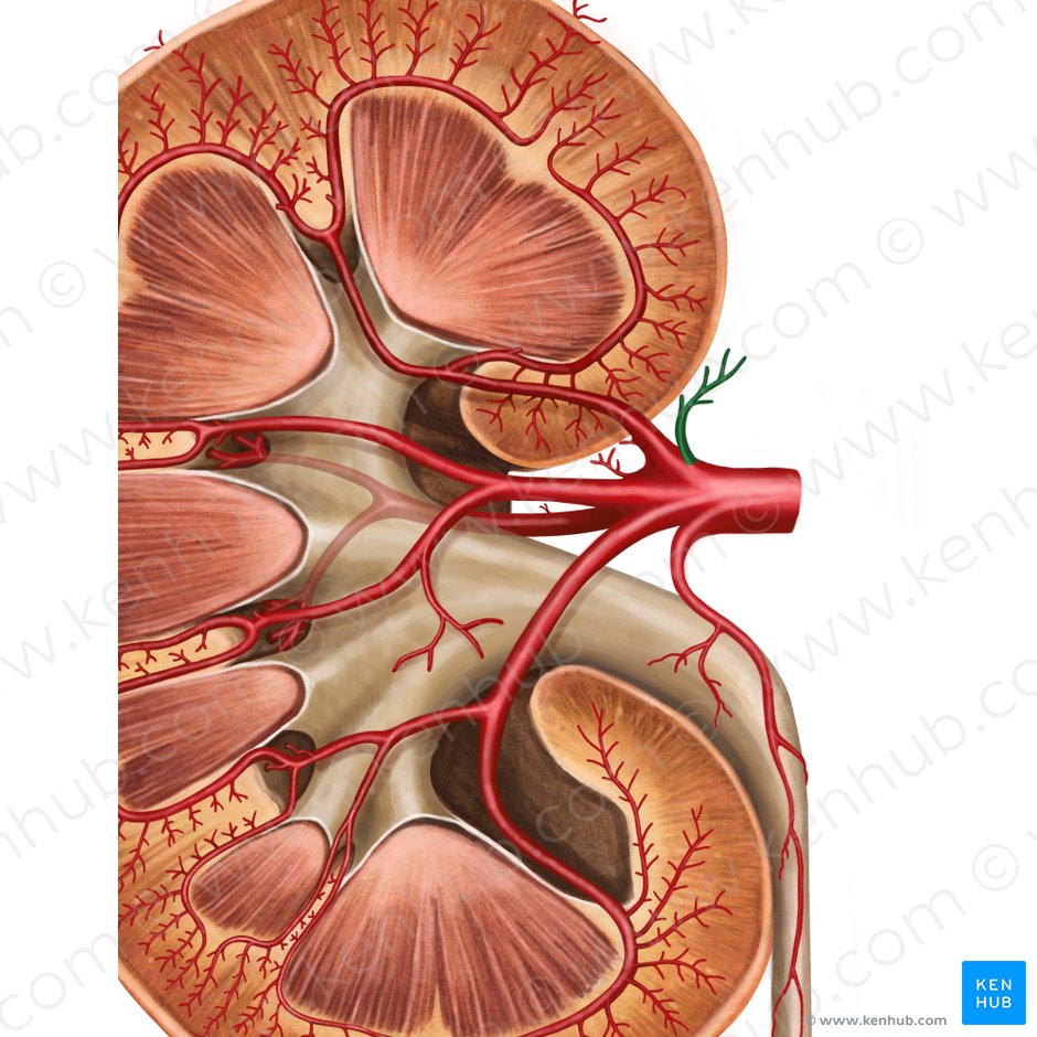 Arteria suprarrenal inferior (Arteria suprarenalis inferior); Imagen: Irina Münstermann