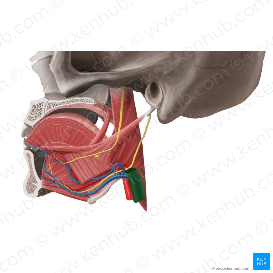 Left internal jugular vein (Vena jugularis interna sinistra); Image: Begoña Rodriguez