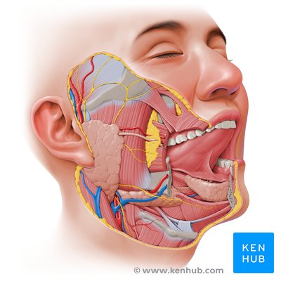 Facial nerve - lateral right view.