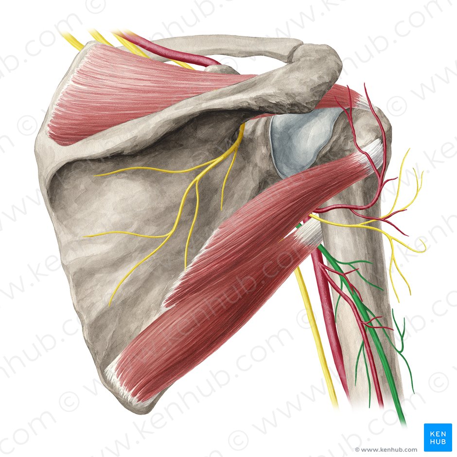 Radial nerve (Nervus radialis); Image: Yousun Koh