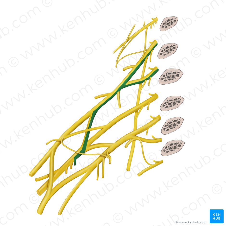 Superior subscapular nerve (Nervus subscapularis superior); Image: Begoña Rodriguez