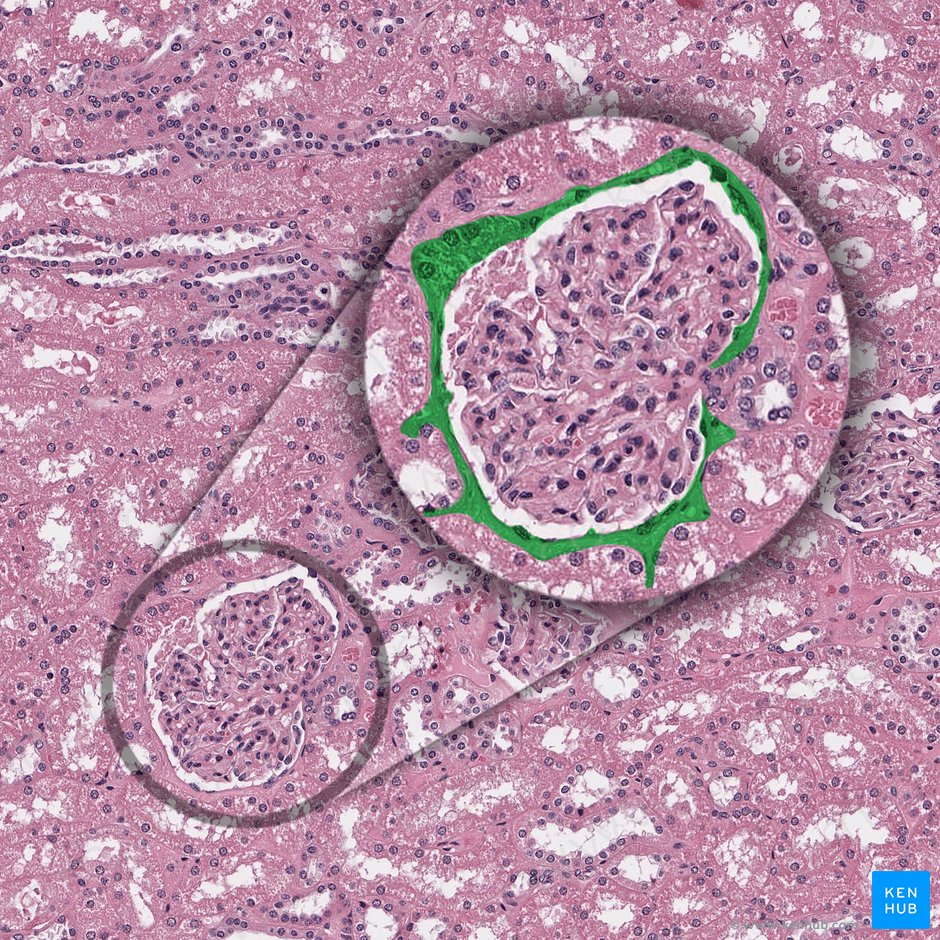 Parietal layer of glomerular capsule (Stratum parietale capsulae glomerularis); Image: 