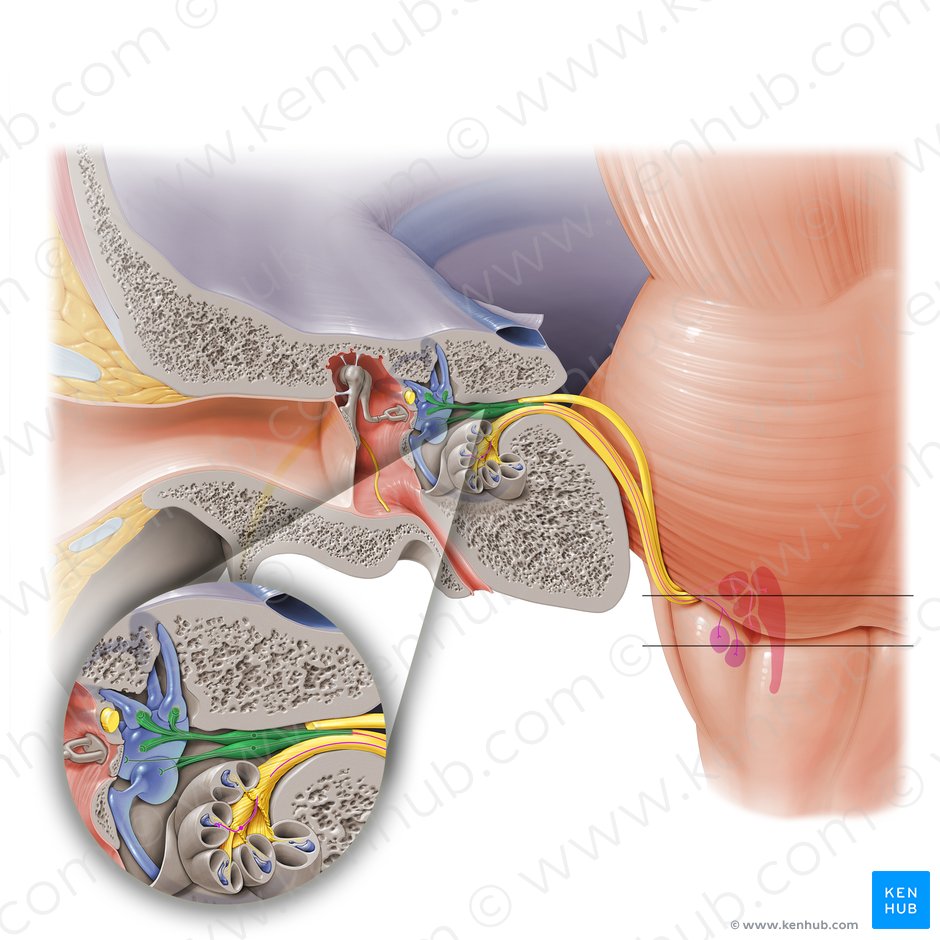 Vestibular nerve (Nervus vestibularis); Image: Paul Kim