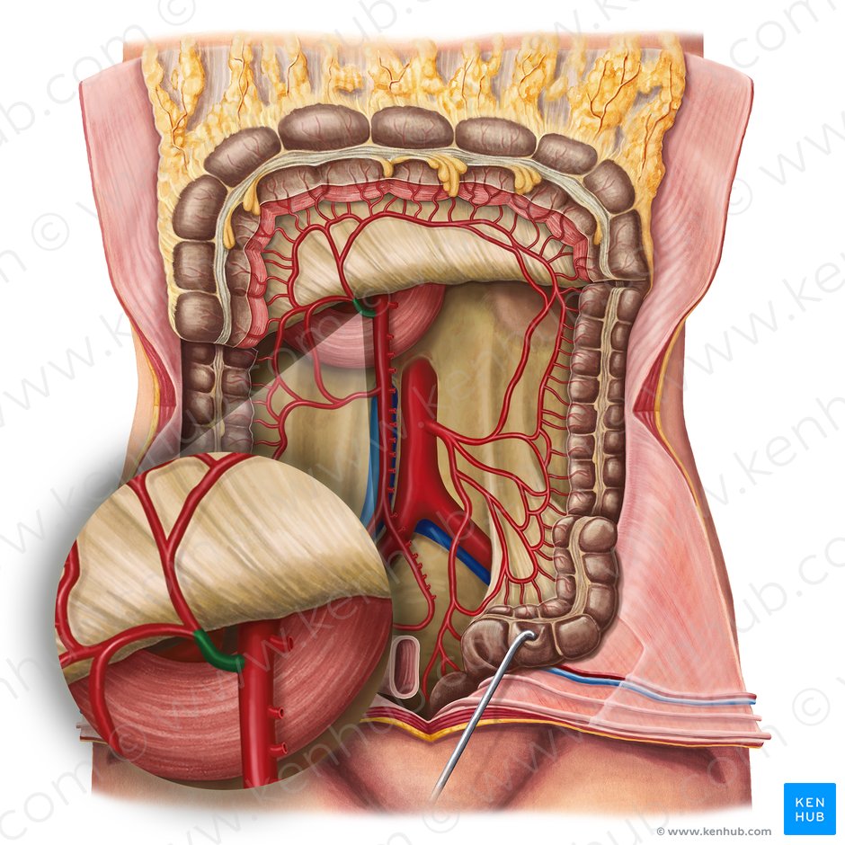 Arteria cólica media (Arteria colica media); Imagen: Irina Münstermann