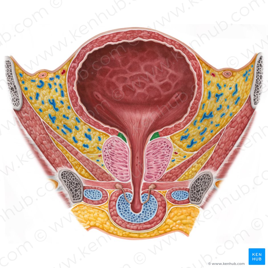 Internal urethral sphincter (Musculus sphincter internus urethrae); Image: Irina Münstermann
