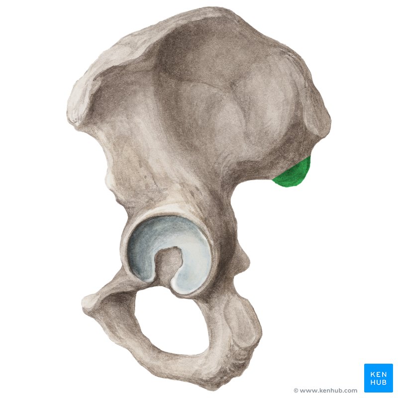 Posterior inferior iliac spine (Spina iliaca posterior inferior) | Kenhub