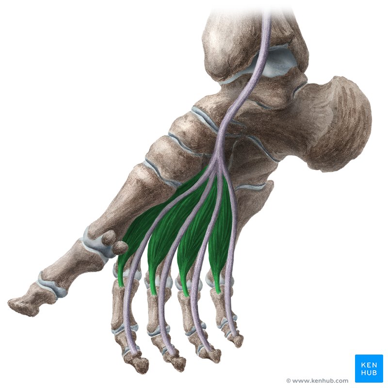 Lumbrical muscles of foot (Musculi lumbricales pedis)