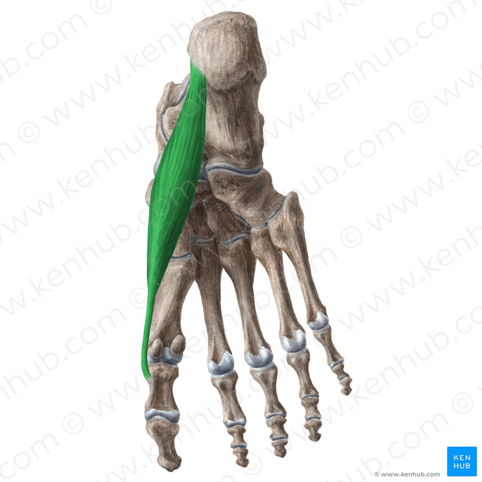 Músculo abductor del dedo gordo (Musculus abductor hallucis); Imagen: Liene Znotina