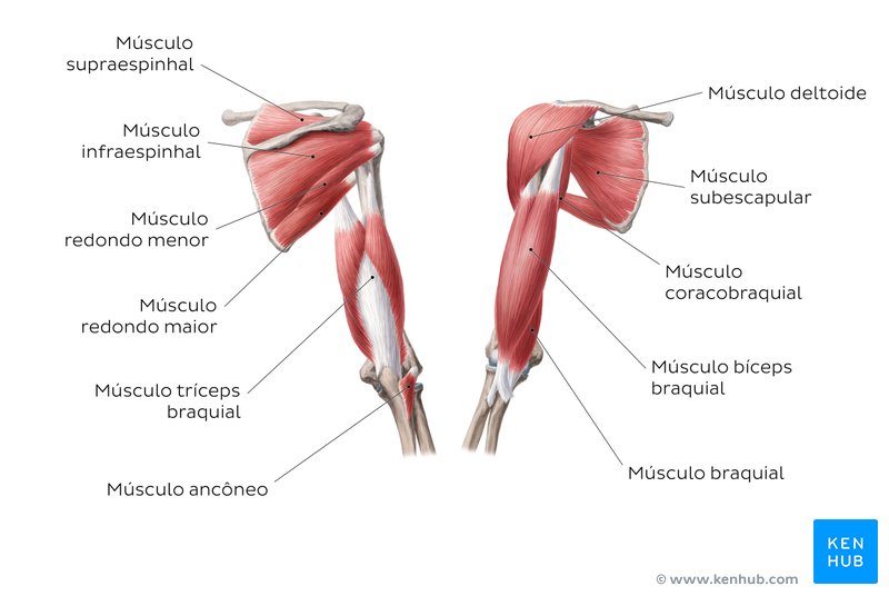 Músculos do Corpo Humano: Apostila de Exercícios e Quiz | Kenhub
