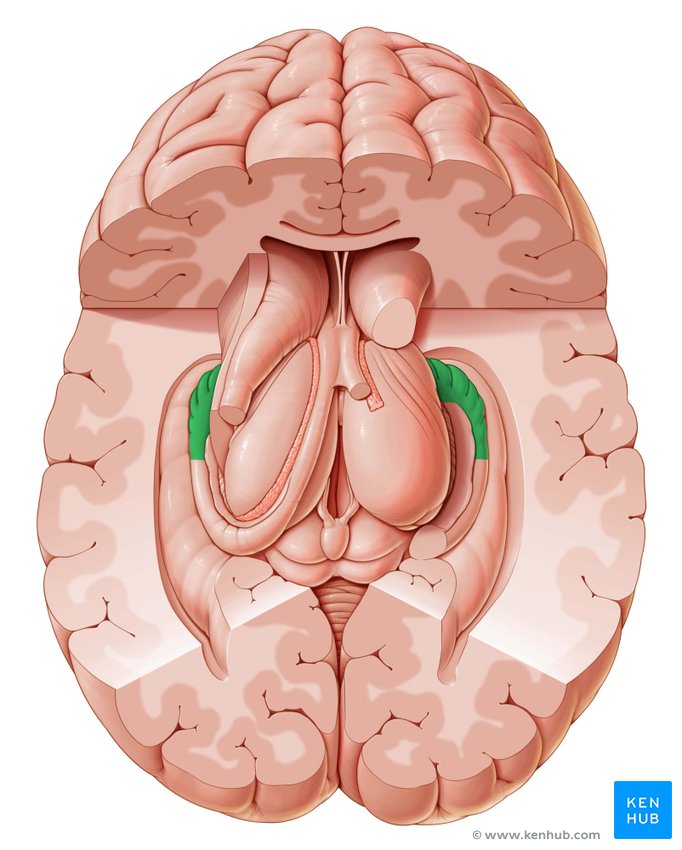 Hippocampus (memory centre) - cranial view