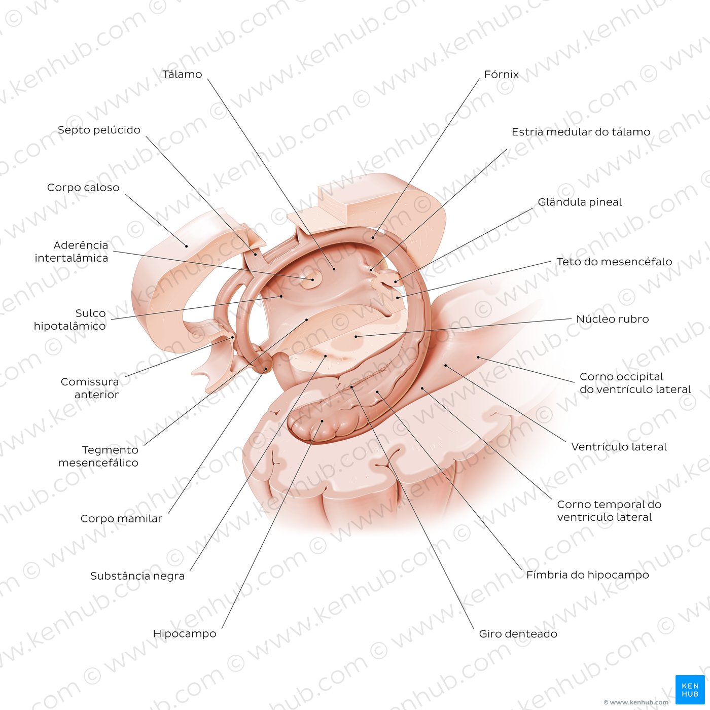 Hipocampo e fórnix - Visão geral