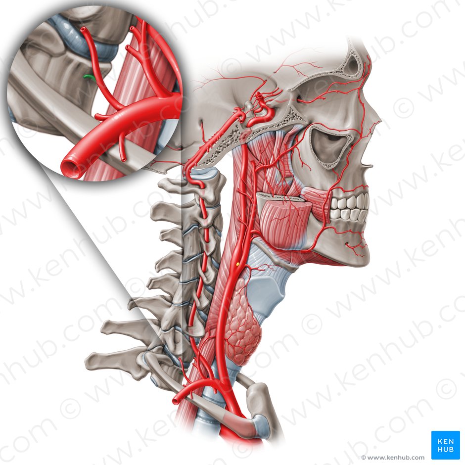 Supreme intercostal artery (Arteria intercostalis suprema); Image: Paul Kim