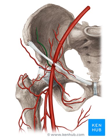 Deep circumflex iliac artery: Anatomy, branches, supply | Kenhub