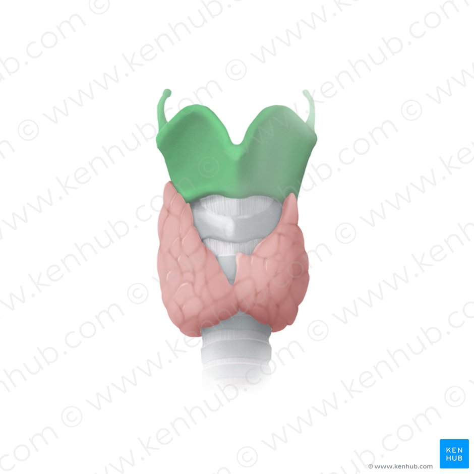 Cartilagem tireóidea (Cartilago thyroidea); Imagem: Begoña Rodriguez