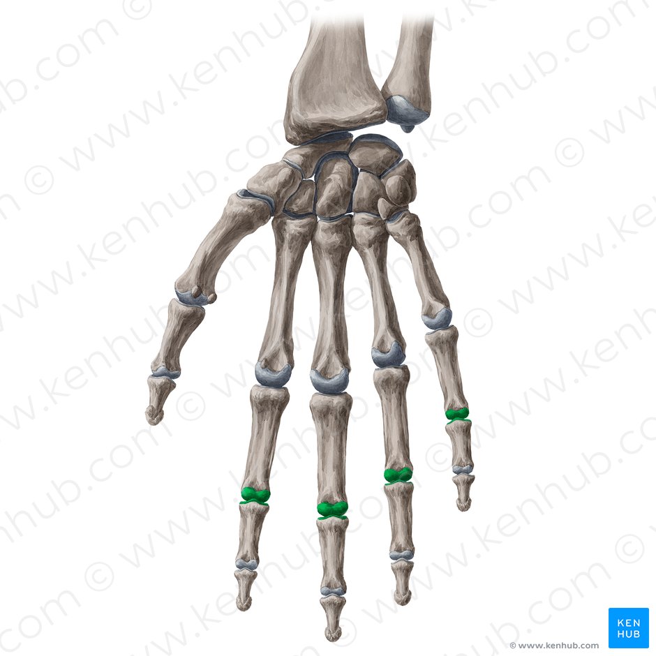 Proximal interphalangeal joints of 2nd-5th fingers (Articulationes interphalangeae proximales digitorum manus 2-5); Image: Yousun Koh