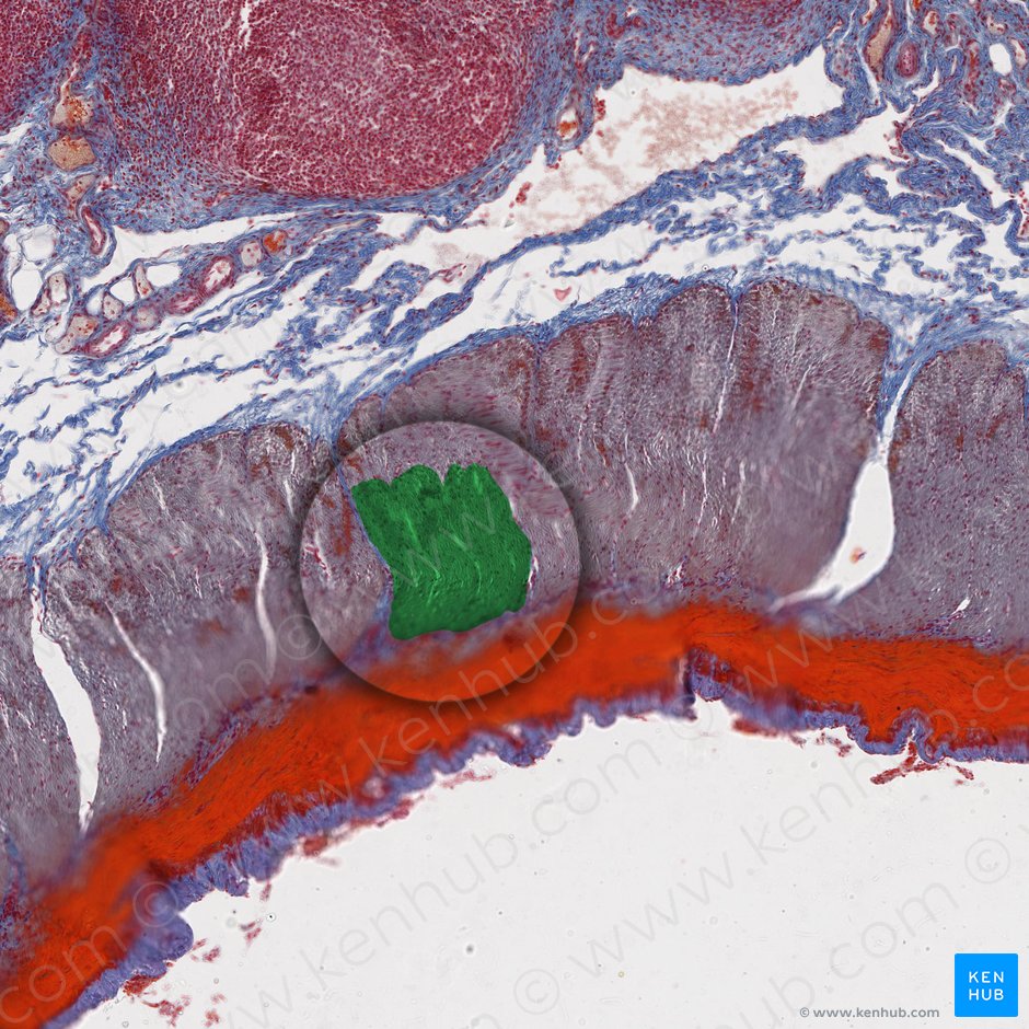 Outer longitudinal layer of muscular coat (Stratum longitudinale externus tunicae muscularis); Image: 